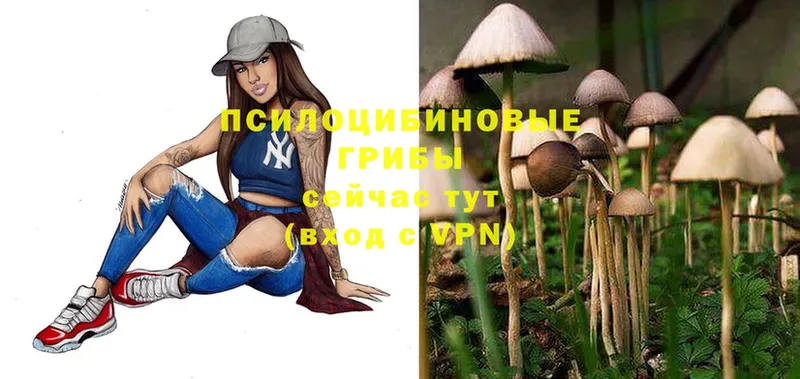 darknet формула  Верхняя Пышма  Псилоцибиновые грибы Psilocybine cubensis 